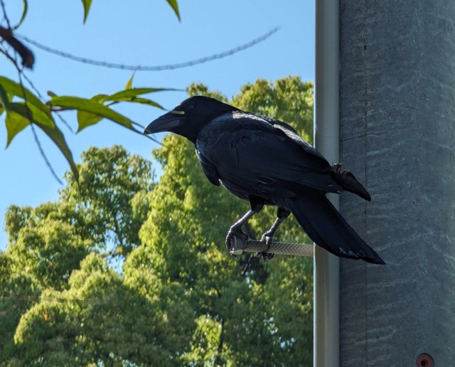 Mr. Crow on a "step" on a utility pole, looking at me.