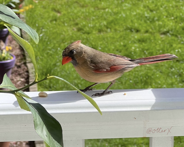 Horizontal closeup of the female cardinal on the white railing, facing left, about to take a peanut.
She’s khaki colored with orange under feathers showing under the wing and tail feathers. Her beaks are bright orange-red, as if she put on some lipsticks.
The background is green grass. There are some lemon leaves in the left foreground. Gorgeous bird.