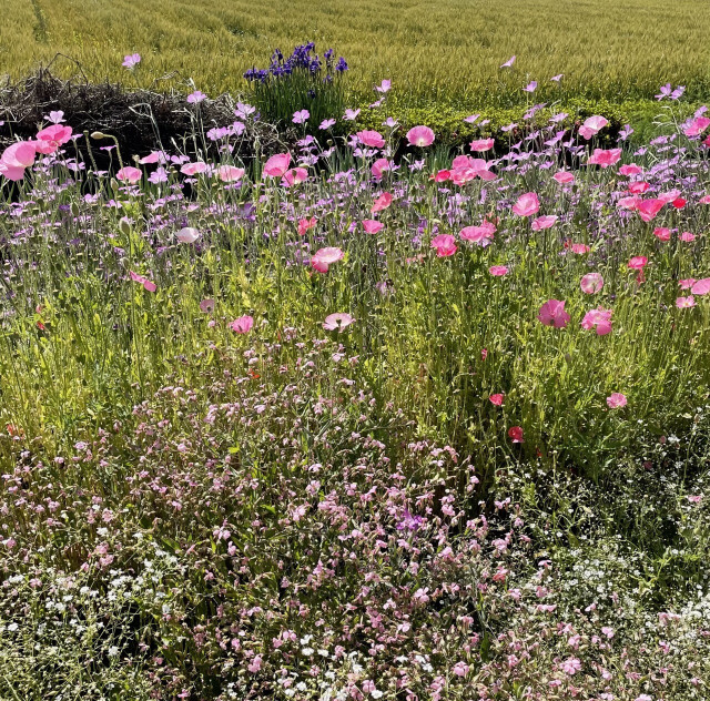 This is a picture of flowers in a field I passed by on my way home from work.
In the foreground is a cluster of baby's breath, behind it are swaying pink poppies, and in the background are purple irises. There is a wheat field in the distance. Colorful spring gradations adorn the country road.