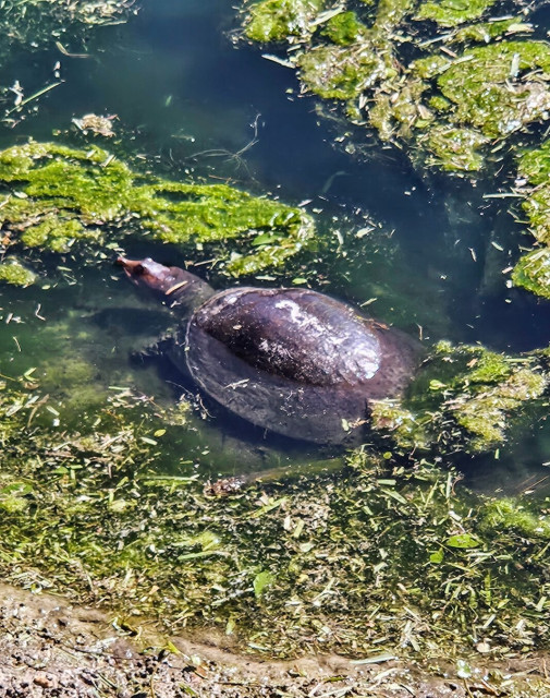 Standing over a park pond after the lawn maintenance crew cut the green grass, their mower shooting the cut debris onto the pond water, also coated with thick, bright green algae where a large Florida Softshell Turtle has surfaced to have a look around.
