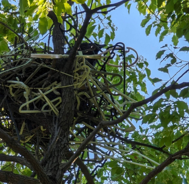 What the post says: the crows' nest, mostly coat hanger, and Baby Crow's head sticking out.