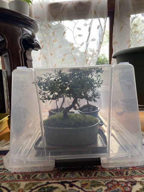 An upside-down transparent plastic storage bin with some bonsais inside it. It's in front of a window next to a small table and another plant pot.
