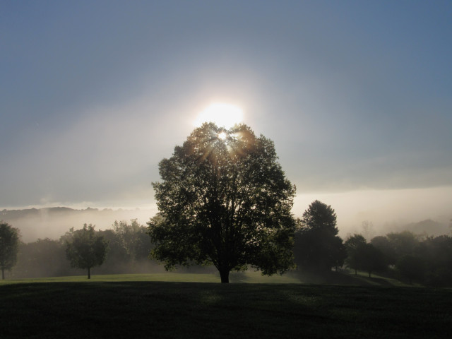 The sun shines through the top of an oak tree that stands in silhouette in the middle of this photograph.  The tree stands with some others in the town park. Sunlight is trying to reach the foreground which is predominantly shaded. Sunlight falls on the green grass in the middle distance as thick white fog lifts into the air.Above is blue sky.