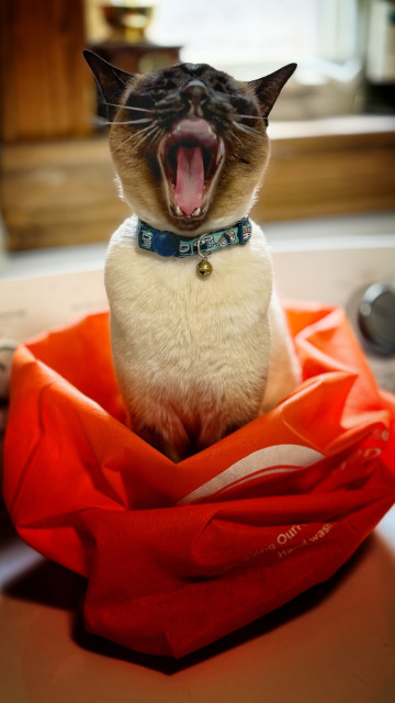 Siamese cat yawning while sitting in an orange bag. 