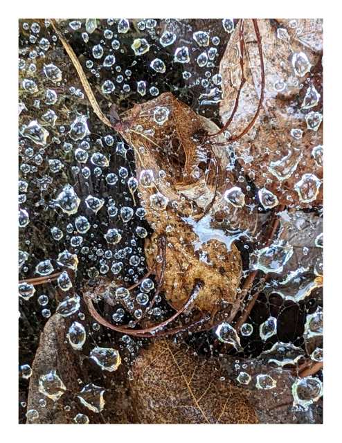 daytime, extreme close-up. uncountable rain droplets caught in a fine spiderweb, suspended over dead leaves and other detritus.