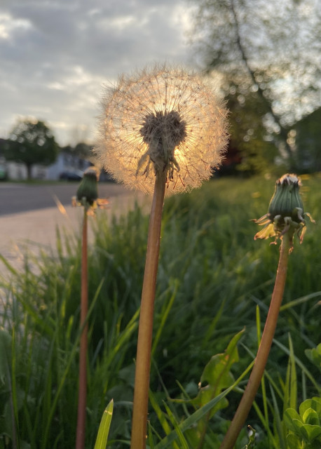 A dandelion gone to seed, with the setting sun directly behind it. It has a long stem, and a round head of dainty seeds radiating from the center, each a thin line with a branching tuft at the end. On the left and right we see two more dandelions that have lost their yellow petals but have not yet opened up their seed heads.