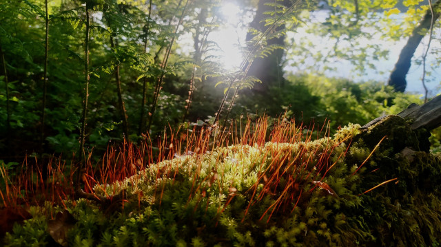 A small green and red moss patch on a log getting hit with a ray of low sun in a woodland. 