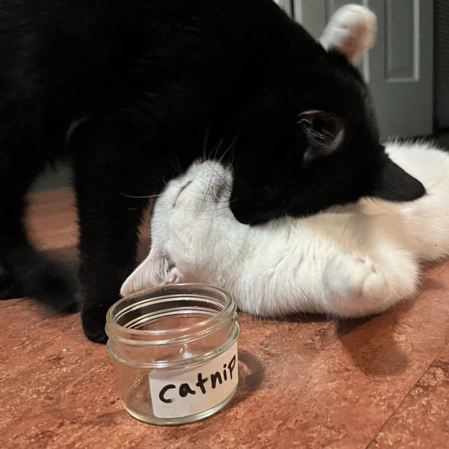 black cat kisses neck of white cat; empty catnip jar in foreground