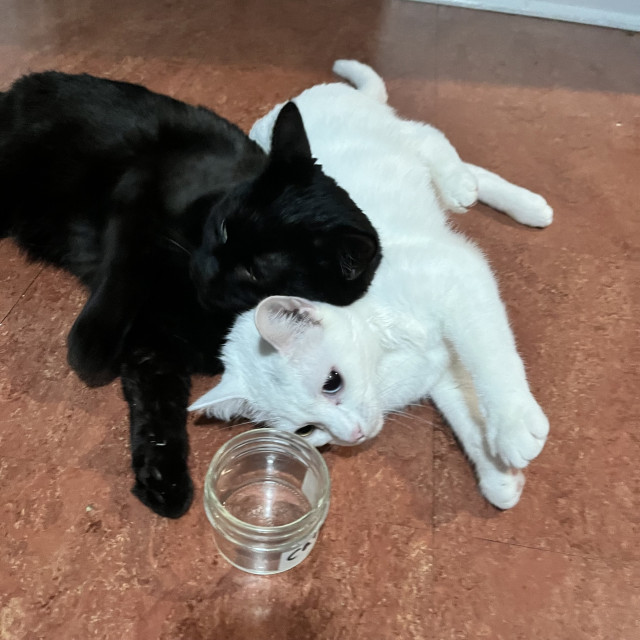 black cat rests his head on neck of white cat
