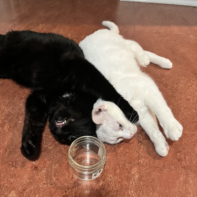 black cat passed out on his back, arm draped over white cat