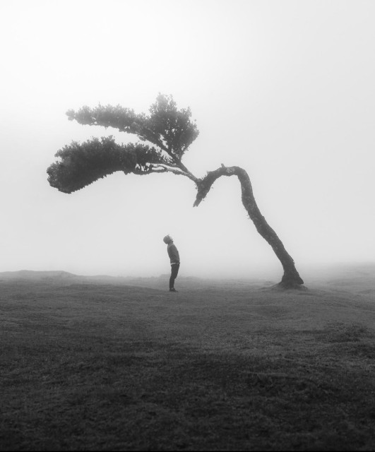 Photography. A black and white photo of a man with a tree in the fog. A young man wearing a hoodie, baseball cap and jeans stands in front of a tree in a field bathed in white mist. The gnarled laurel tree has grown crookedly to the left. Its trunk is like an arch with branches and leaves growing out of it. It looks a little like the head of a peacock, which bends down to the young man and seems to be talking to him. 
Info: The photo has only been edited with the usual image processing tools, the actual motifs have not been manipulated.