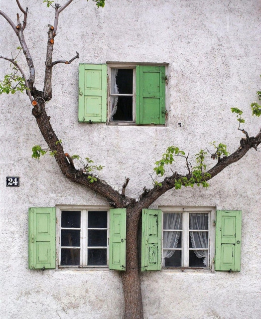 Photography. A color photo of a tree with individual green leaves in front of a white house wall. The house has three windows with green wooden shutters. The tree is forked and fits exactly in the middle between the two lower windows, with the shutters not fully open. The thin tree trunk has priority