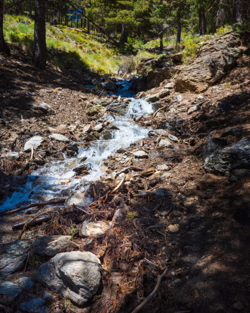 Mountain stream running through pine forest above Capileira