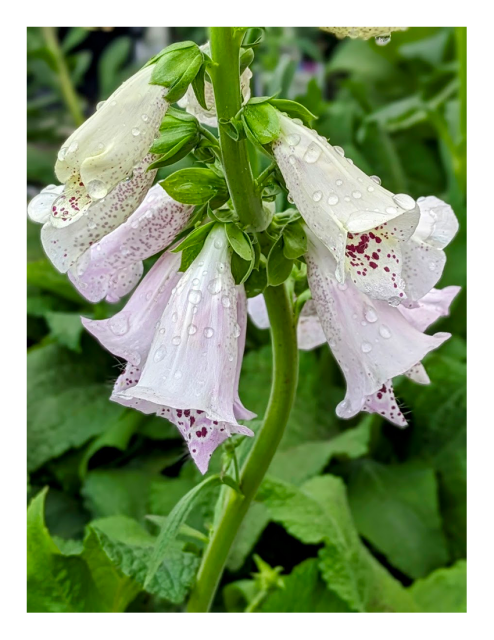 close-up. pale pink foxgloves flowers dotted with raindrops with leaves of other plants in the background.
