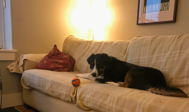border collie lays on the couch and stares at a rubber ball balanced on the very edge of the couch.