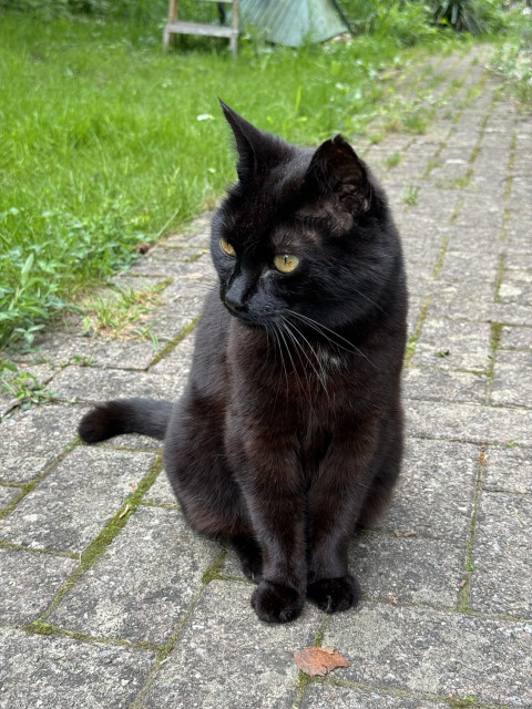 Mars, black cat, sitting on Paving stones, looking curious left