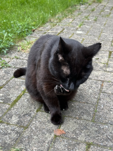 Mars, black cat, sitting on Paving stones, licking one of his front paws