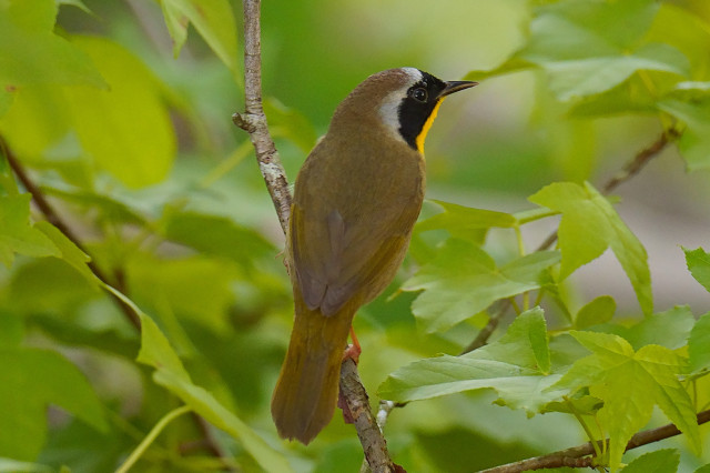 A male Common Yellow-throat looking to the right from a shrub in the forest.