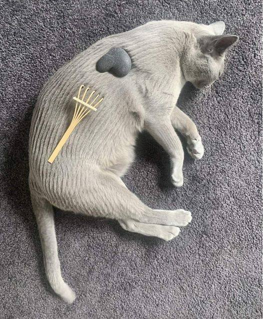 A white cat laying on its side having been brushed by a a minature zen garden rake and a zen garden stone laying on it