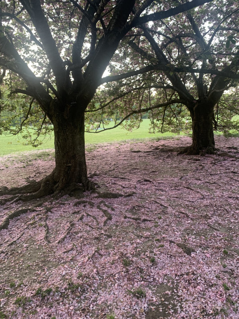 The pink petals of Kwanzan Cherry trees coating the ground in Central Park