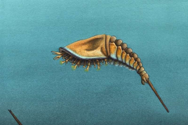 An illustration of Setapedites abundantis, the 5 to 10mm long ancestor of scorpions, spiders, and horseshoe crabs. It looks kind of like a horseshoe crab mixed with a shrimp. 