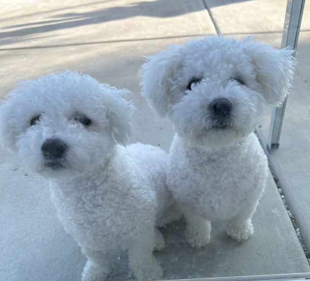 2 bichon pups sitting outside by a sliding glass door 
