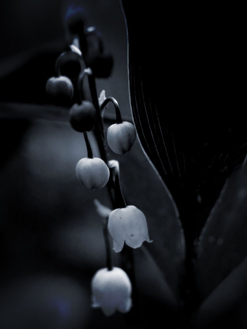 Close-up of lily of the valley flowers in low light, with a dark, moody atmosphere.