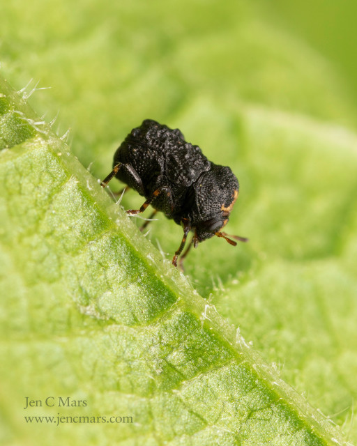 Photograph of a lumpy, rectangler black beetle standing on a green leaf. It has orange markings on its face, pronotum, antennae and legs. It looks like a bit of poop if you don't look too hard.