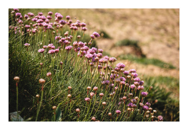 Close up of a clump of sea pinks against a blurred background 
