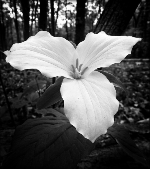 A close up black and white image of a single trillium flower sitting on the forest floor. Large trees can be seen riding up in the background.