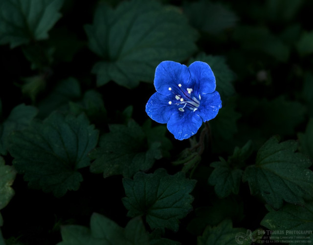 A color photo of a five pedaled bright blue flower with several long stamens. The single bright, well lit flower is slightly offset to the right over a background of dark green leaves in deep shadow.