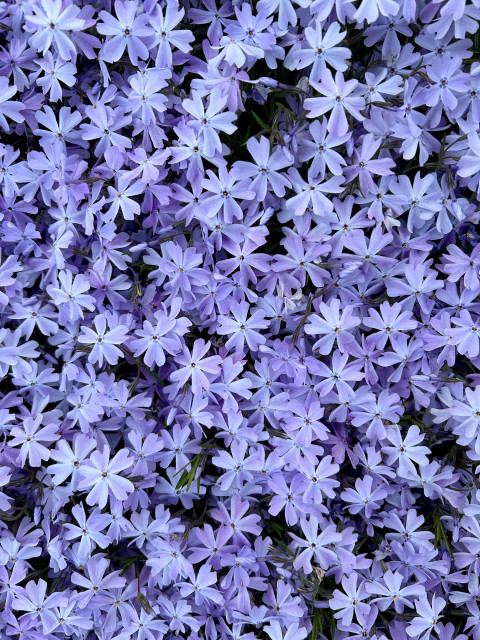 A top down view of a profusion of pale purple flowers. They each have five petals and tiny round centers. Every bit of the frame is filled with them. I encountered a beautiful garden on a walk.