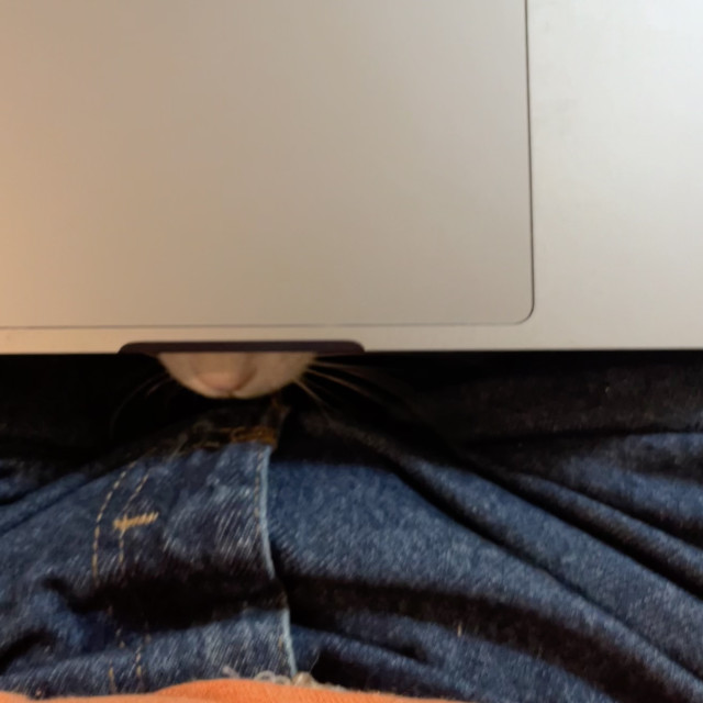 a pink nose of a white cat sticks out between a laptop and a lap