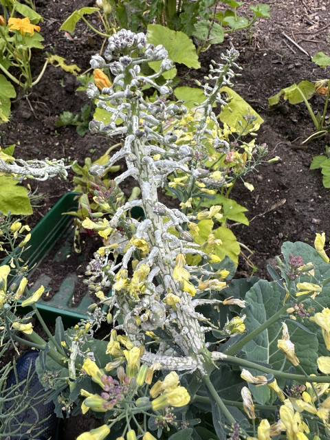 A diseased broccoli plant with yellow flowers and a white fungal growth