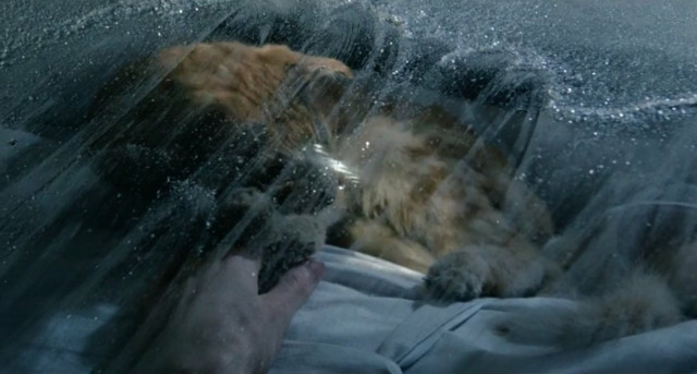 An orange kitty sleeping on someone's lap. Someone's hand is wiping away ice on the surface of glass over the cat