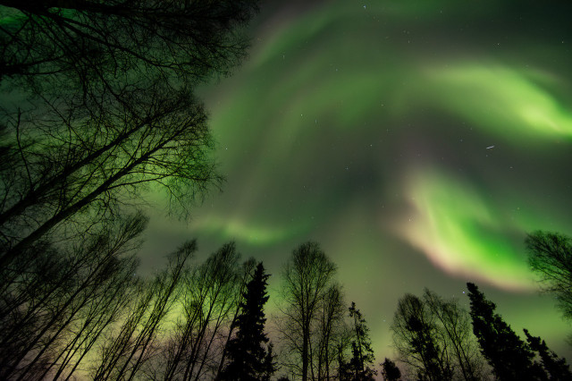 "A spectacular display of the Northern Lights in mid-April, viewed from Fairbanks, Alaska. The aurora, vivid in green and pink hues, dances across nearly the entire night sky, creating swirling patterns above a silhouette of tall, slender trees. The lights illuminate the sky, casting a surreal glow over the darkened landscape below.