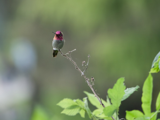A male Anna's Hummingbird, his gorget fully pink, is sitting quietly at the end of a little bare branch sticking out of a bush