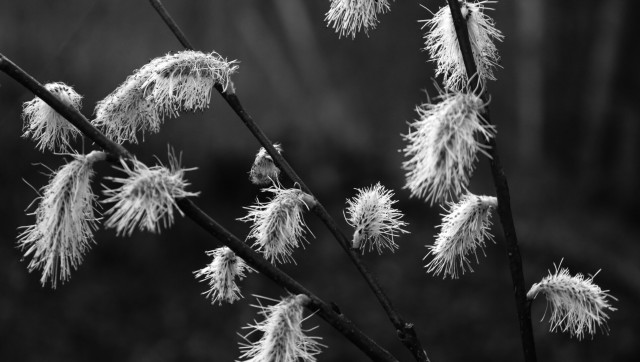 Macro black and white photograph of willow flower, usually named "pussy willows" in their fluffy state, all open and hanging down from three small branches. The hairy look is given by the numerous filaments and small anthers covering them.