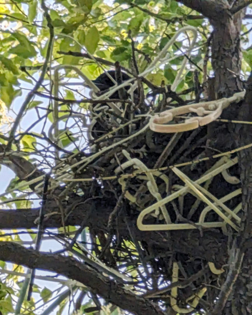 Baby hanging out in the nest.