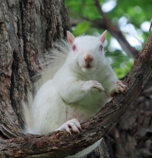 albino squirrel sitting in a tree 