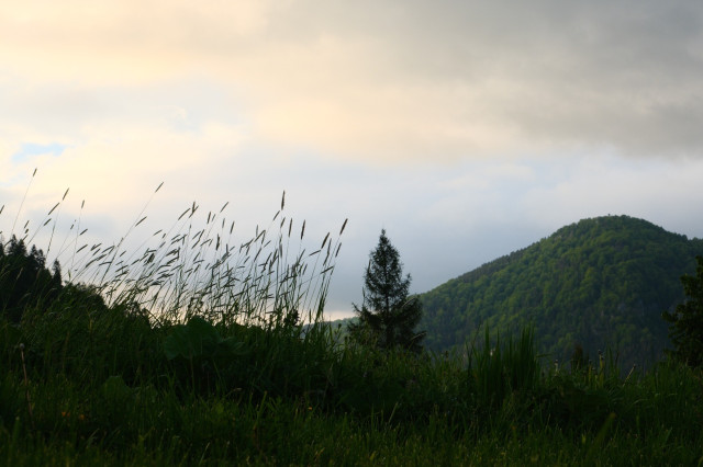 A hill in background and a long grass in foreground during overcast evening.