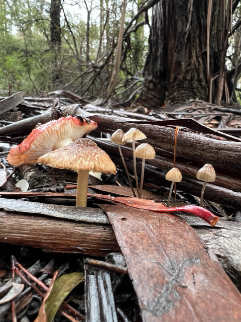 A fairy assortment of three different types of mushroom (I don’t know ids!) emerging from eucalypt forest leaf litter