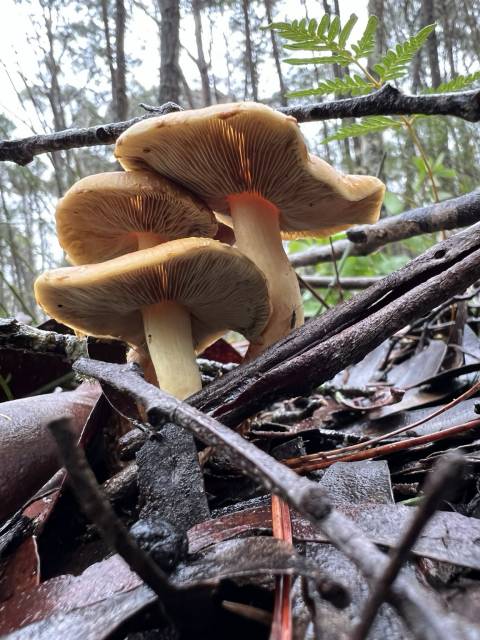 Three closely huddled mushrooms. The image is taken from below. They are magnificent