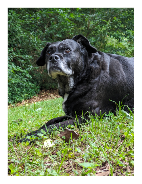 ground-level side view. an elder black lab/pitty lounges on grass, front paws out, and glances up. the background is out of focus grass and a wall of vines and weeds.