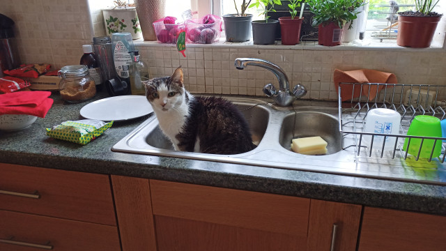 A tabby cat sitting in a kitchen sink, looking at the camera.