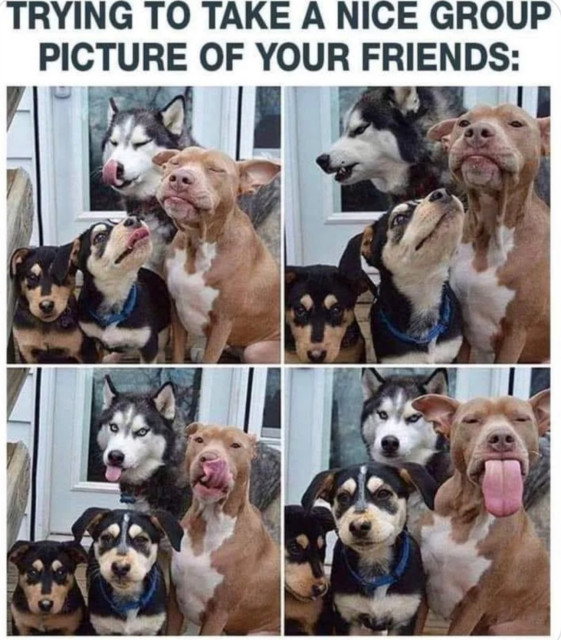 Four photos of four dogs of various breeds in front of the front door of a house. Every dog is in different pose, some with their tongue out or the head up. 
Headline 
'Trying to take a nice group picture of your friends'.