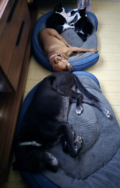 Two dogs and two cats laying on blue dog beds. A black lab named Ajax, a fawn red bullypit mix named Pixie and Mr Minx and Penguin, black and white tuxedo cats.