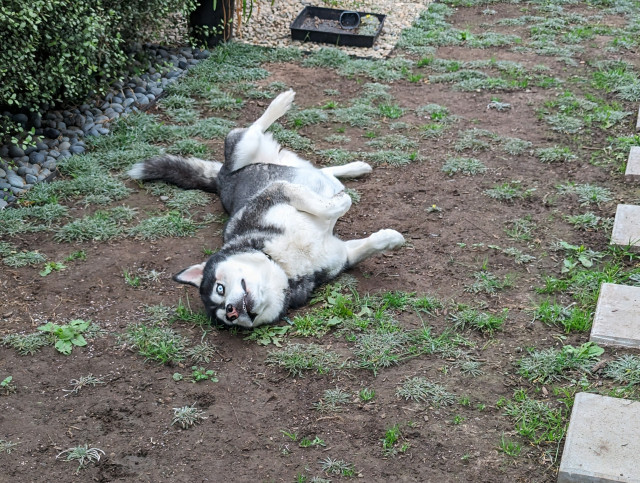 Husky laying on the ground, twisted partially on back and partially on side. Legs at strange angles. Bizarre stare into camera.