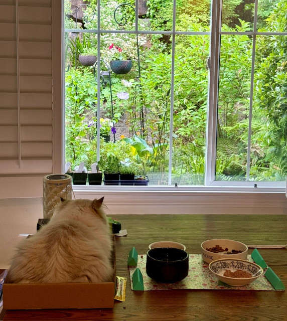 View across a dining room table to a window facing a garden. On the table is a placemat with several bowls for a cat. To the left of the placemat is a shallow box with a fluffy white cat sitting in it, looking towards the window. 