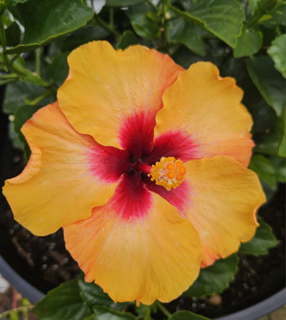 Bright golden hibiscus with a deep pink center.
